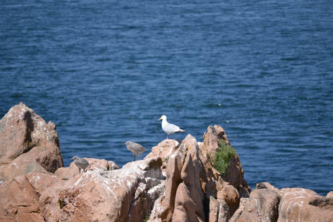 Gite Du Port Sur La Presqu'Ile De Lézardrieux Exteriör bild